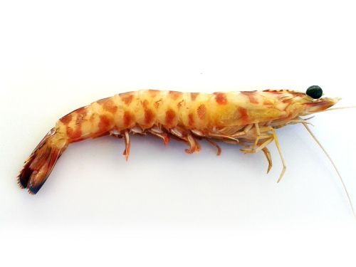 Mazzancolla