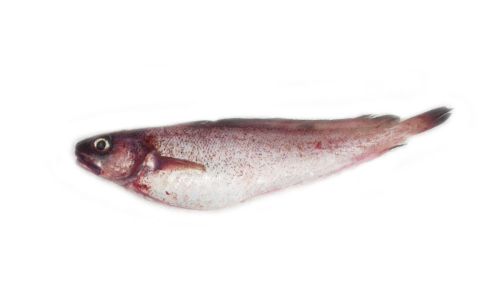 Molva