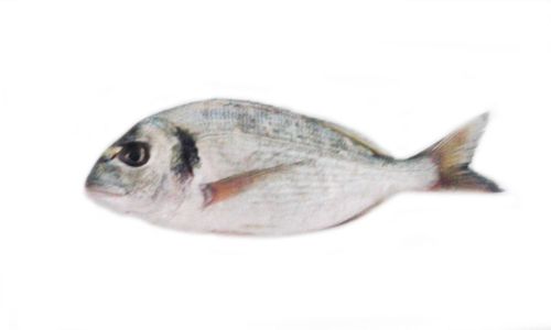 Orata