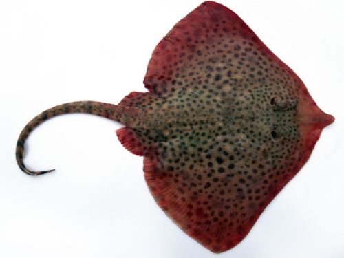 Razza chiodata
