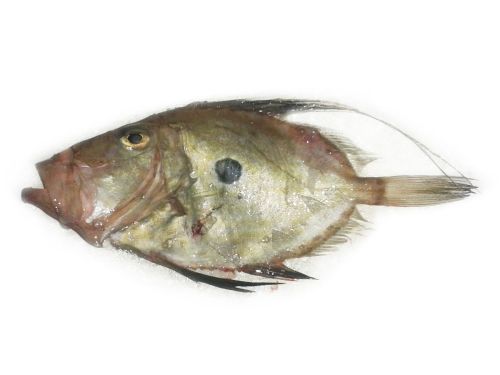 Pesce S. Pietro