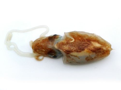 Seppia pizzuta